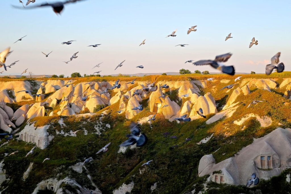 Pigeon Valley