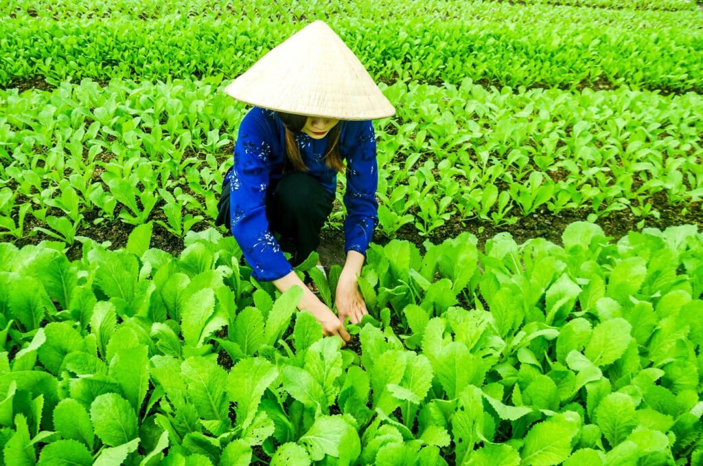 Tra Que Fields Hoi An