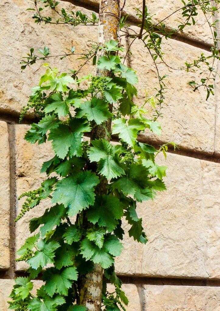 Grapevines at the Antinori wine estate near Florence, featured on the Urban Adventures Florence Foodies Walk