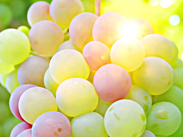 wine regions to visit around the world