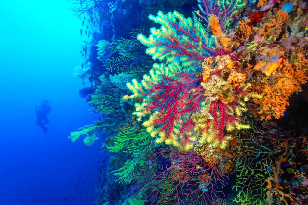 Croatia coral reef