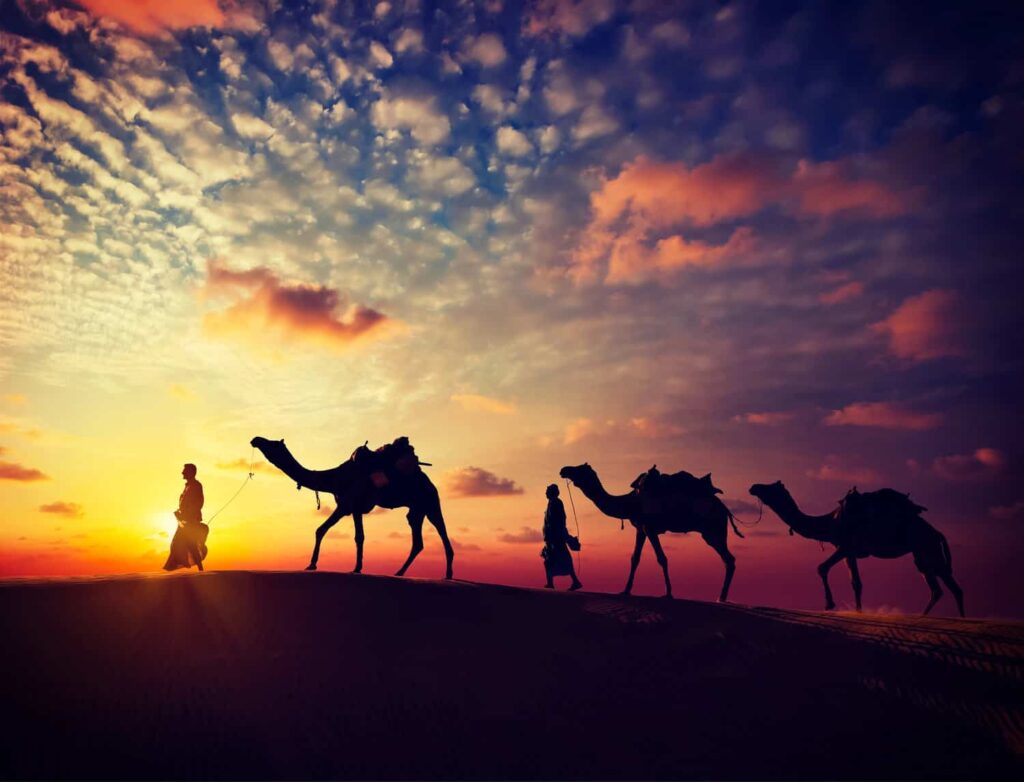 Camels in the Thar desert