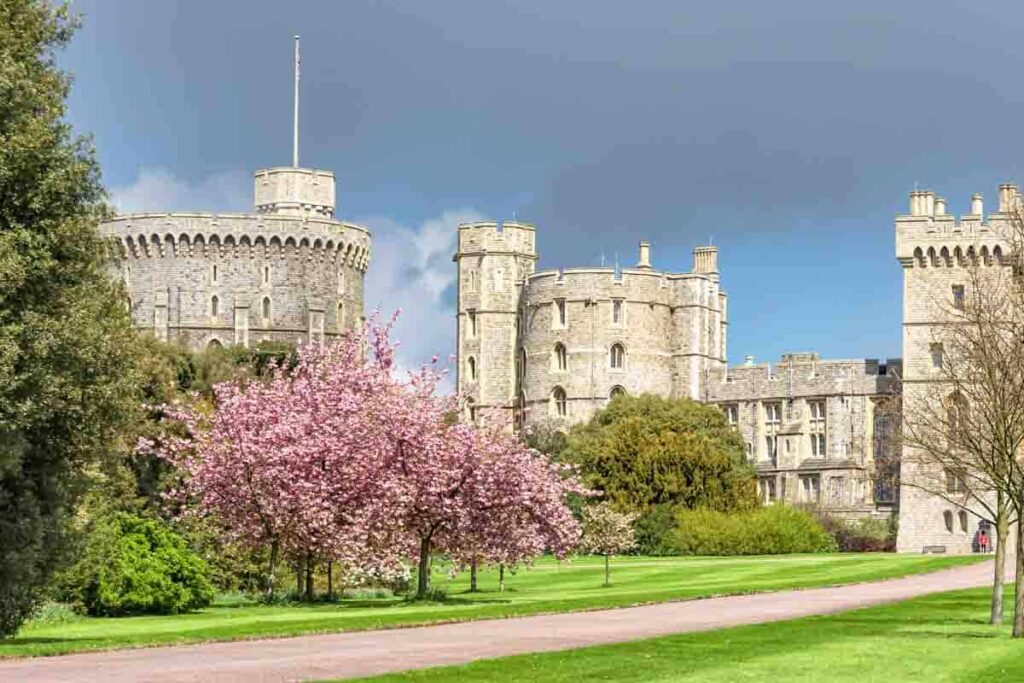 Windsor Castle and cherry blossom