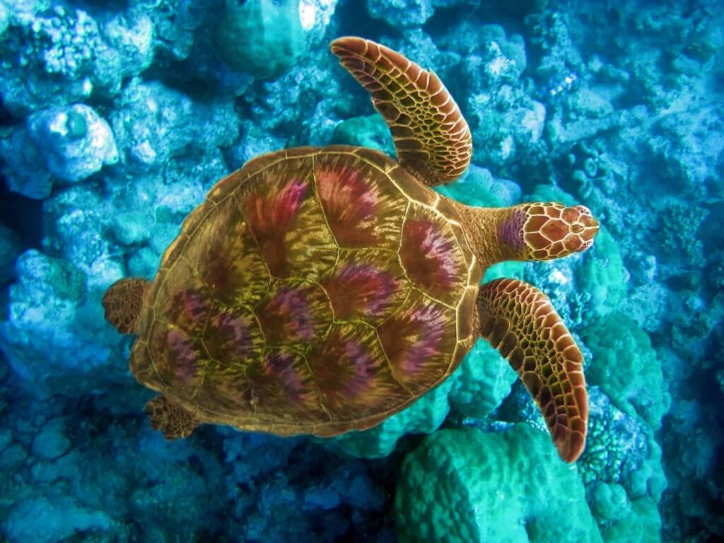 Turtle