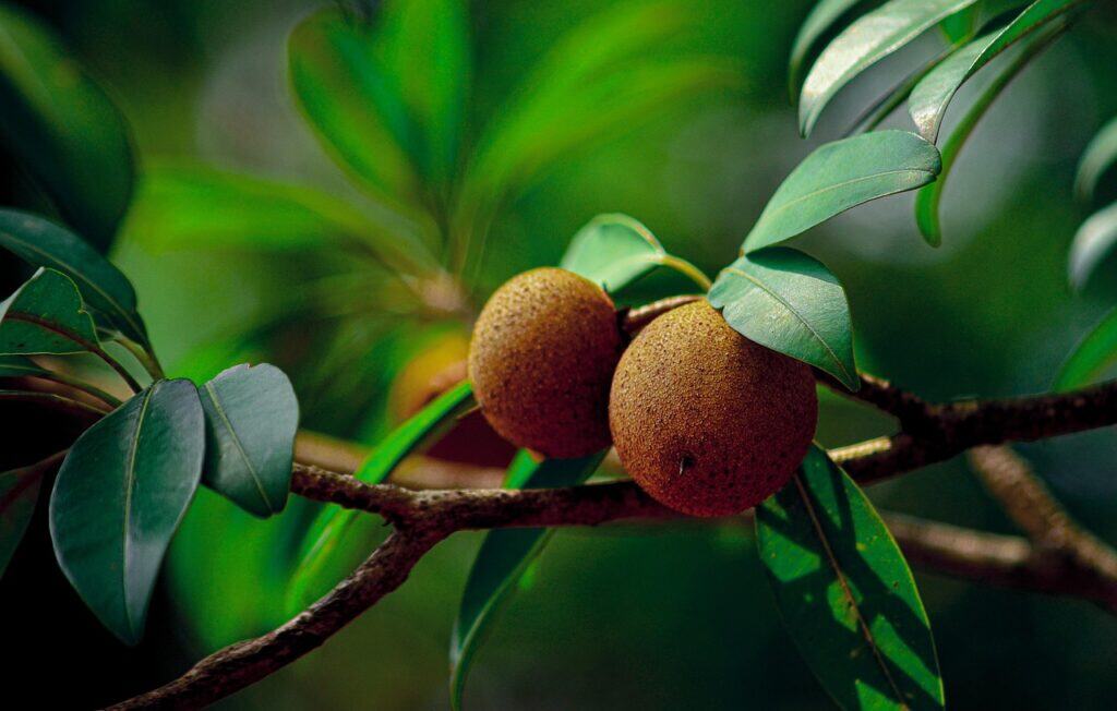 sapodilla